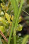 Southern rattlesnake master